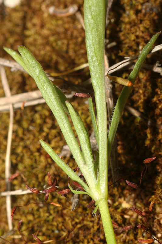 Viola bertolonii / Viola di Bertoloni